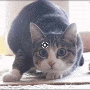 Meet your Posher, Thalia